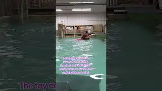 #youtubedogs #whippet #dockdiving #swim #jump #play #training #taylorswift
