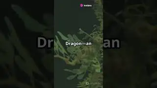 Meet the Leafy Sea Dragon  Nature's Camo