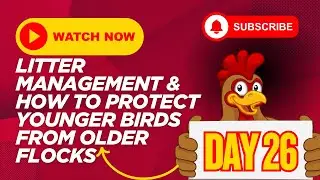 Broiler Farming Day 26 | Litter Management & How to Protect Younger Birds from Older Flocks