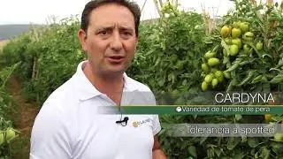 HM CLAUSE IB&Eacute;RICA, Cardyna &ndash; Tomate, Zafarraya