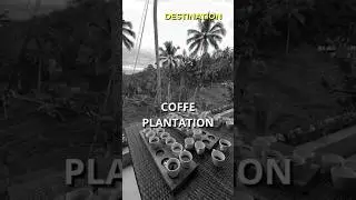 Alas Harum Coffee Plantation Adventure| BBB Tour #shorts