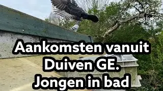 Aankomsten vanuit Duiven GE | Duiven bleven maar vliegen | Jonge duiven in bad | Postduiven |