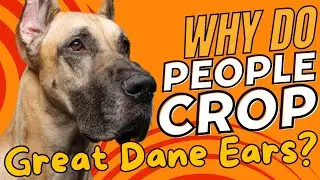 Why Do People Crop Great Dane Ears? | Understanding the Practice 🐾