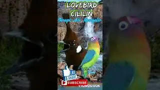 Guru Vocal Terbaik | Lovebird vs Cililin | Masteran Wajib Burung Kicau | Terapi Air Mengalir