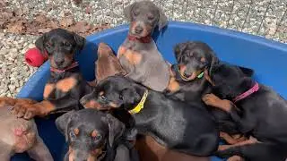 Connecticut AKC Doberman Pinscher Breeder. Puppies for sale New York, Massachusetts, New England.