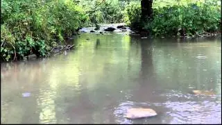 Frome River (Stroudwater)