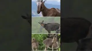 #tamilnadu# The state animal of Tamil Nadu is&nbsp;Nilgiri Tahr.#naturelovers