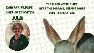 Let's learn about the Bilby!