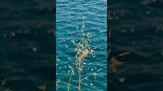 SoulSpace Music | Tranquil Waters & Herbal Still Life &ndash; A Calm, Creative Escape