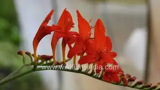 Pink Fairy Lilies and Crocosmia Blooms Nature&rsquo;s Floral Colors
