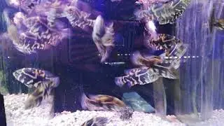 juvenile red tiger oscar Cichlids