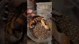 Baby Tangerine Leopard Geckos 🥳🍊🦎