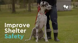 Improve Shelter Safety Through Better Dog Management | Dogs & Data July Webinar Recap | SAC