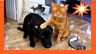 Котята впервые видят своих щенков! 😻 Милые видео с животными!