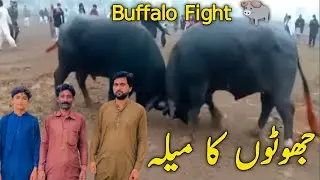 Bulls Heavy Fighting In Pakistan | Buffalo Fight | Bulls Power 🐃