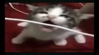 The cat got electrocuted so he removed cable wire from his mouth quickly 