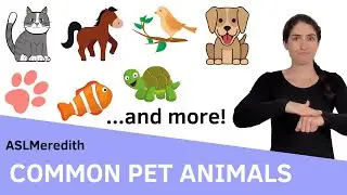 Словарь ASL PET в американском языке жестов