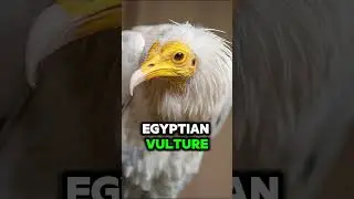 Animal that can also use tools like us