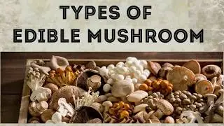Basics: Information about different types of Edible Mushroom | by Monika Talwar