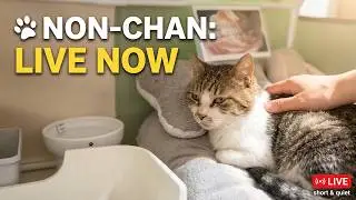 ノンちゃんの初めてのライブ配信 Non-chan update | short & quiet live 🐾
