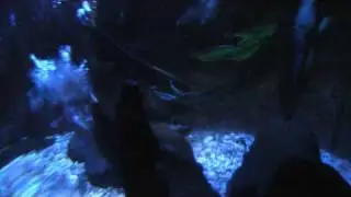 Black Ghost Knife Fish