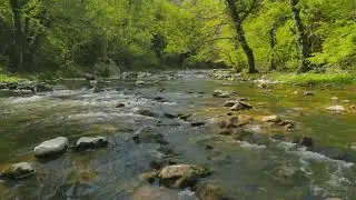 Som Relaxante do Canto dos P&aacute;ssaros do C&oacute;rrego do Rio - Sons da Natureza [4k Ultra HD]