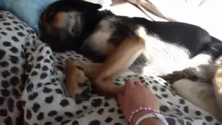 Cute German Shepherd puppy wake up -3