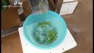 Industrial green soy bean pea pod beans peeling and shelling machine,peeling rate is up to 98%.