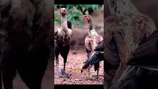 seval sandai whatsapp status 🔥| sandai seval| kgf mass dialogue| sandai seval 2.0