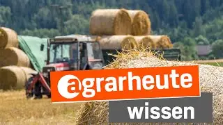 Stroh im Rinderfutter richtig einsetzen