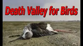 Why do birds commit suicide here?