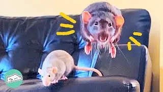 Rescue Rats Surprise Mom With Jumping | Cuddle Friends