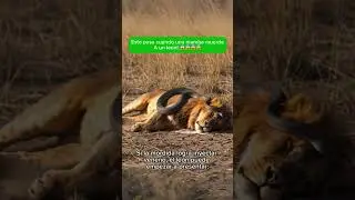 Esto pasa cuando una mamba muerde a un le&oacute;n #animales #datoscurisos