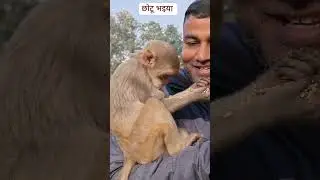 छोटू भइया से प्यार #shortvideo #viralvideo #cutemonkey #animals #happy #love 
