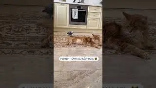 Papuga żako zachowuje się tak, jakby rozumiała rozmowy