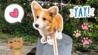 Corgi Goes Out to Play &ndash; Part 1 🐶✨ | Happy Tail, Happy Day!