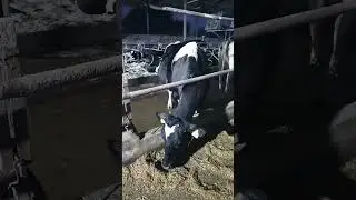 cross breed holisten fresien #cow #dairyherd #dairyindustry #farming