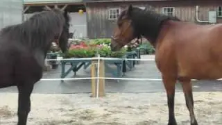 Horses playing in Beans & Greens