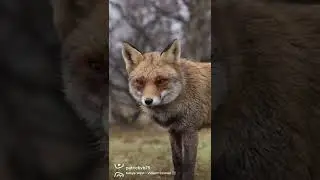 My foxes encounters     #wildlife_inspired #foxesofinstagram #foxes  #wildlife_perfection