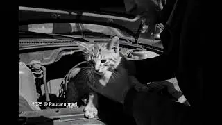 Man Saves Cat to Car #shortsvideo #animal #animals #shorts 