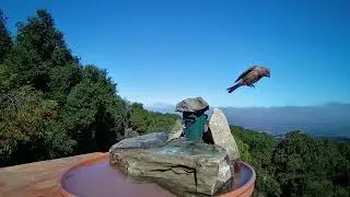 Tetrafauna Repto Filter Bird Bath Waterfall