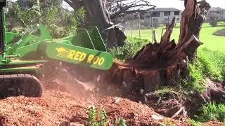 Overturned Tree Exposed Rootball | Blown Over Tree Stump | SP8018TRX from J.P. Carlton