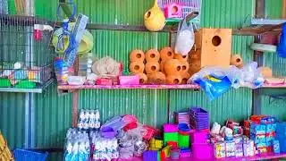 Shahzeb Birds Shop Chakwal 2023#Birds shop vlog#Love birds#Famous vlog 2023#Chakwal#SHABIVLX