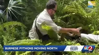 Python Problem: Experts say the large snakes are moving north into Brevard County