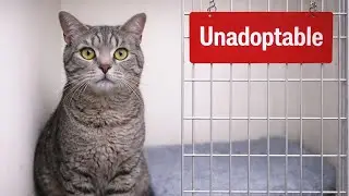 This Cat Was Labeled &ldquo;Unadoptable&rdquo; &mdash; A DNA Test Revealed Why