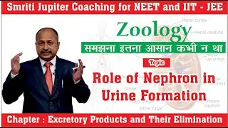 Role of Nephron in Urine Formation | NEET | IIT-JEE | MEDICAL | ENGINEERING | Zoology for All
