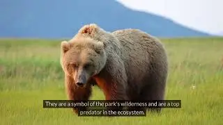 Yellowstone National Park-  documentary for travel, Most Popular spots & spooky haunts #grandcanyon