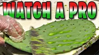 I ❤️ 🌵 How To Peel Cactus Like A Pro | Nopal Peeling Process | Eat Cactus Like A Mexican #Shorts