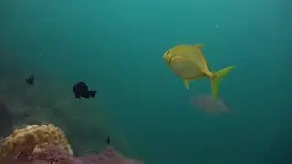 How can there be big fish in the land of the sea? You will see this video. #America #US