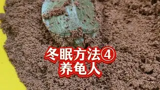 城里人农村人养龟，乌龟冬眠方法如何选择？决定权掌握在自己手里，不同类型的人养龟乌龟冬眠方法选择技巧视频教程。你适合选用什么方法给乌龟冬眠？不同性格养龟人冬眠方法